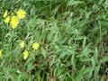 Hieracium,hieracium devoldii,hieracium rigorosum,hieracium tridentatum,stiff howkweed